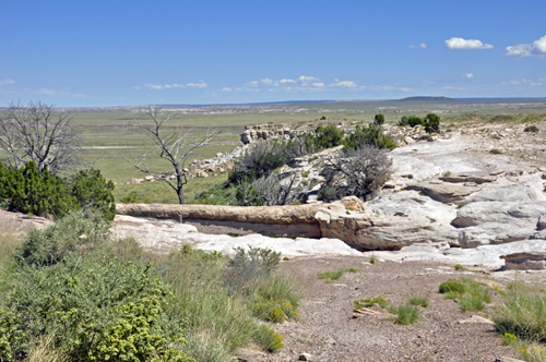 Agate Bridge is a large fossil log